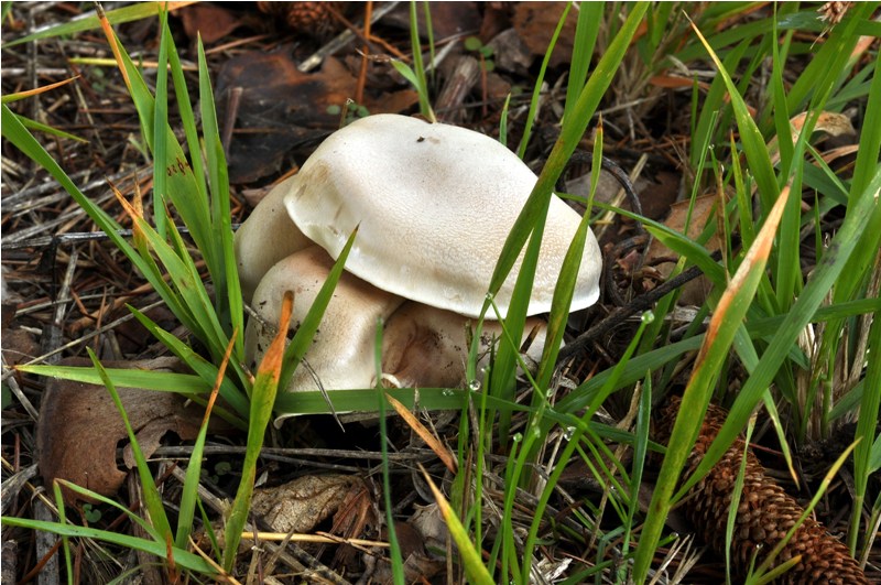 Cortinarius bianco.